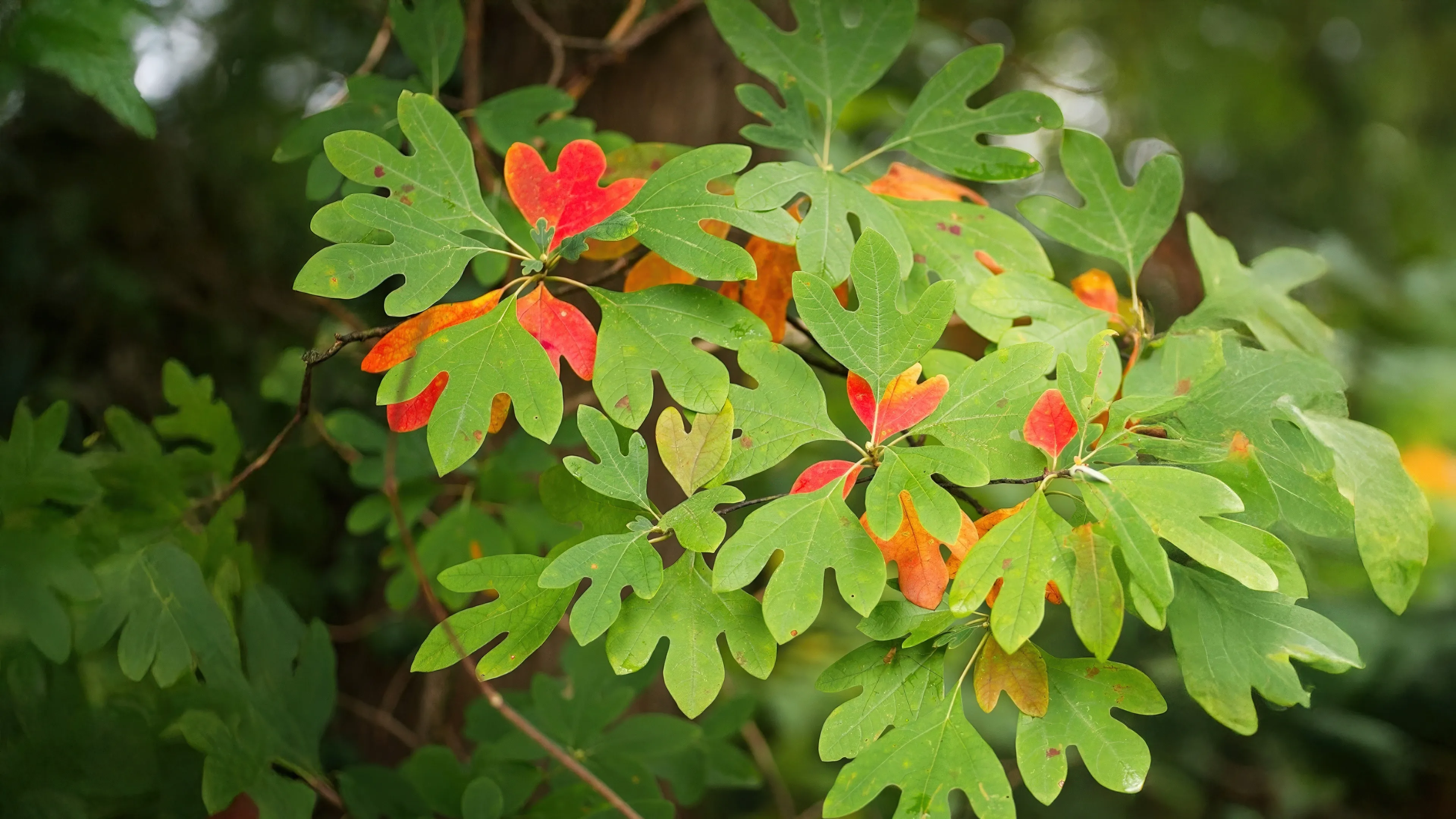 Sassafras Bark